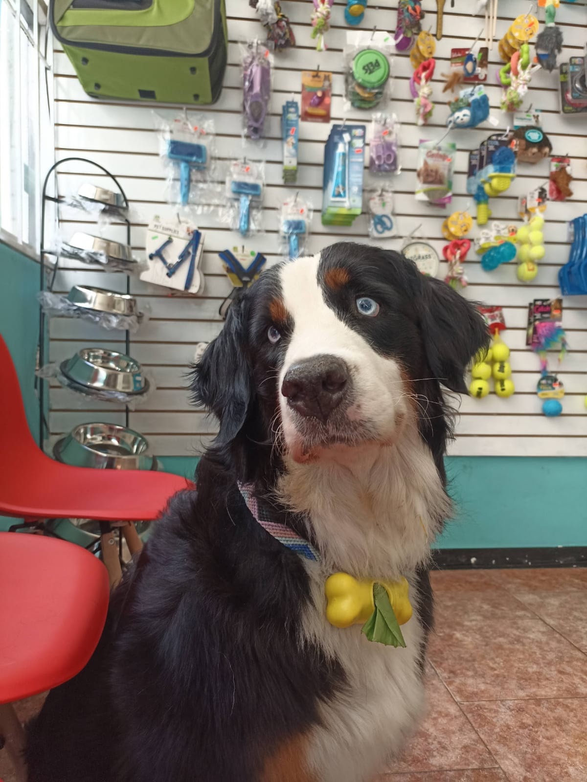 Healthy Pet Veterinaria — foto 4