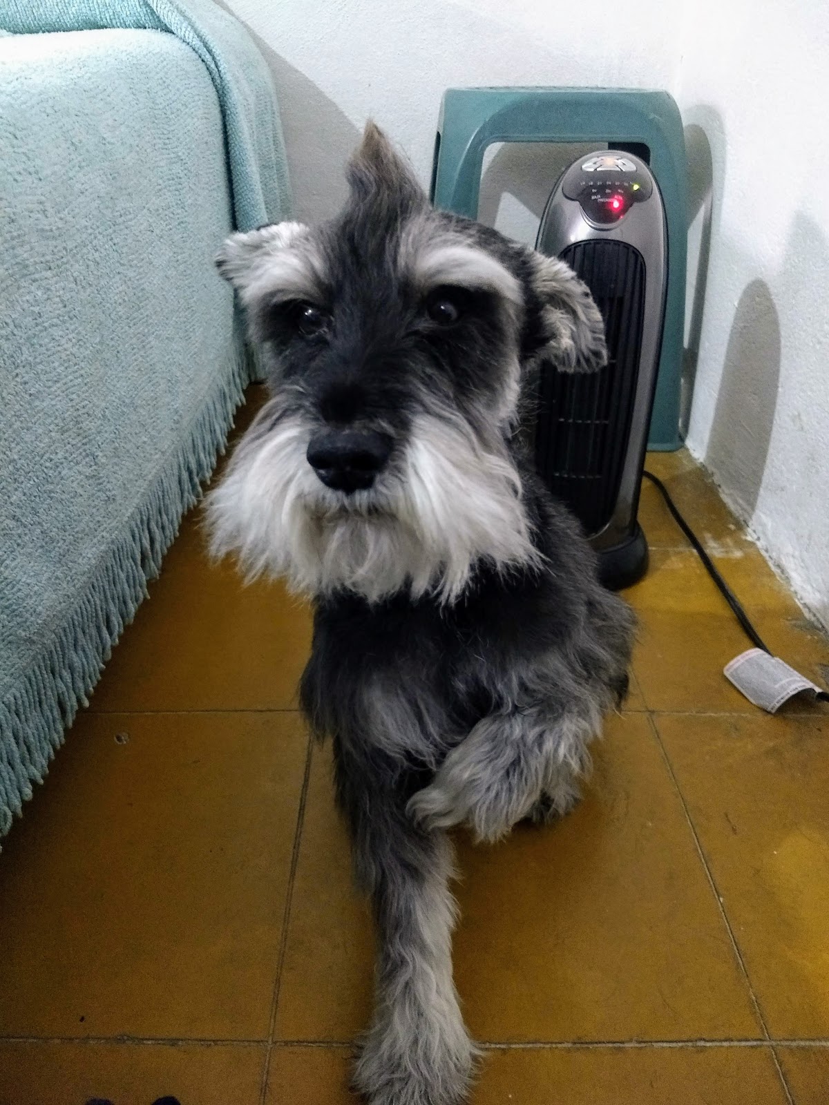 SPOT MASCOTAS — foto 2