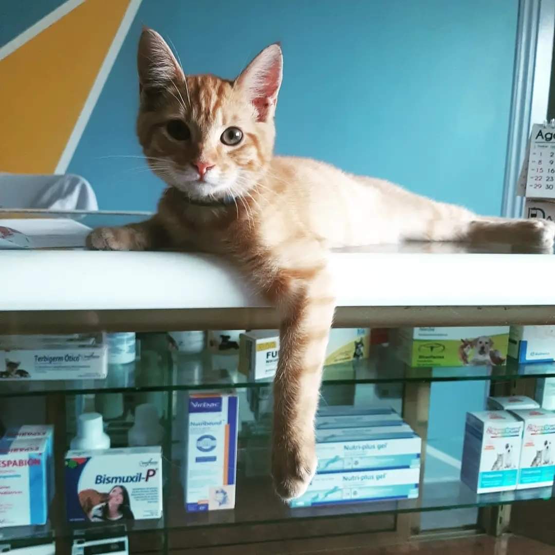 Mi Gran Amigo Hospital Animal — foto 3