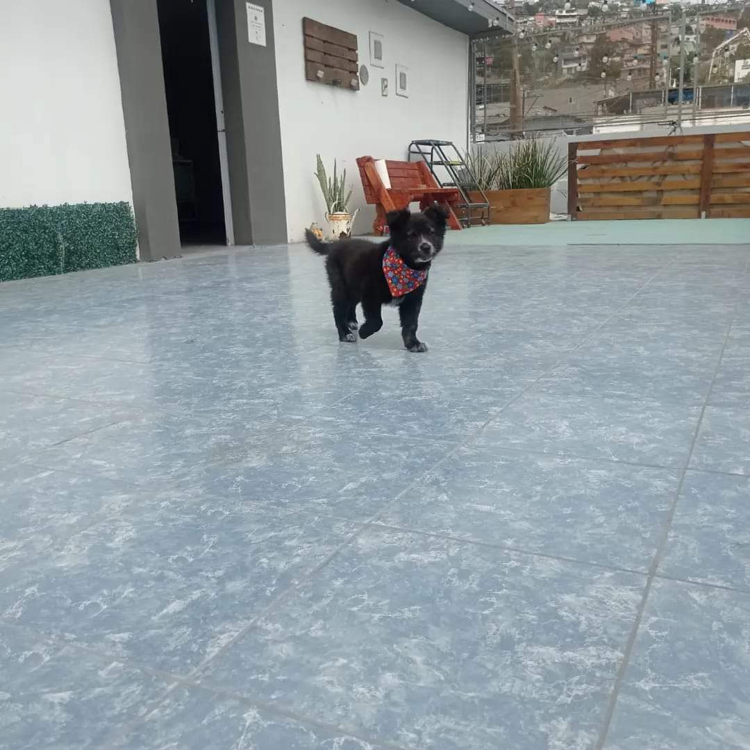 Mi Gran Amigo Hospital Animal — foto 4