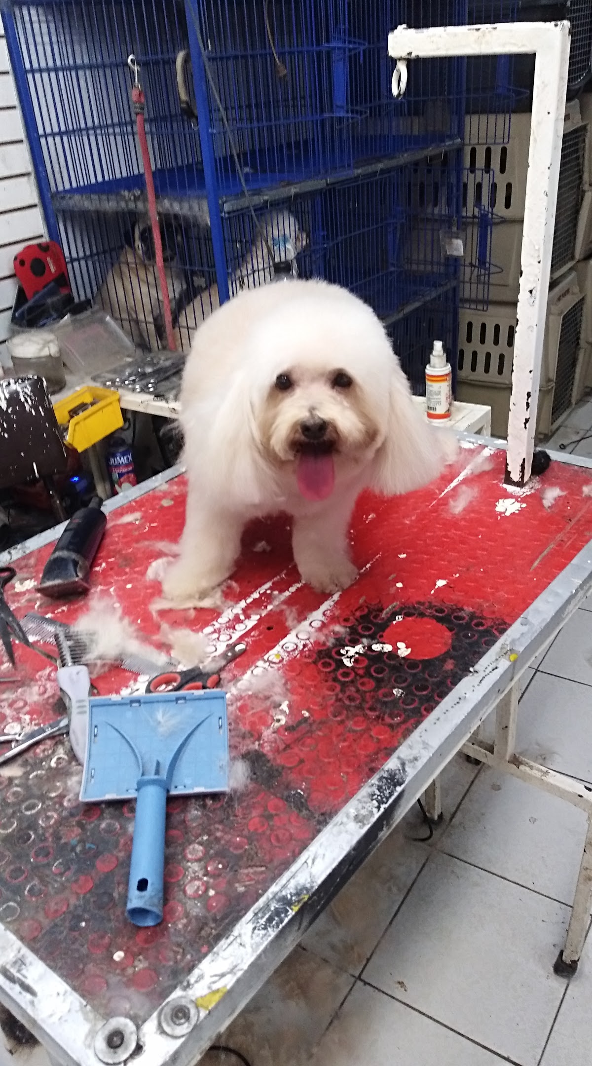 MASCOTITAS CLINICA VETERINARIA — foto 2