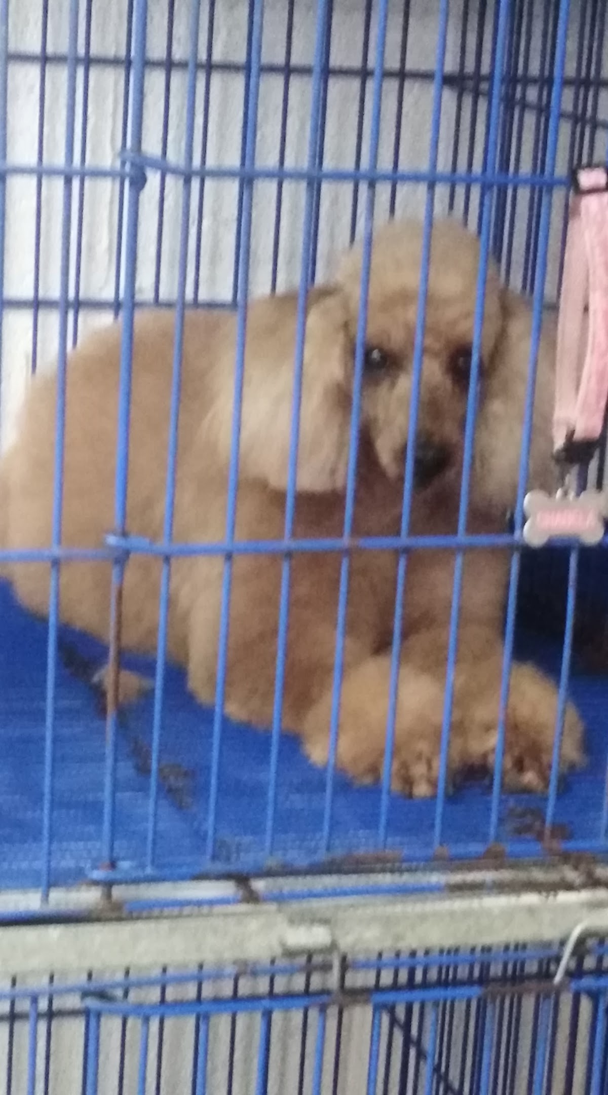 MASCOTITAS CLINICA VETERINARIA — foto 4