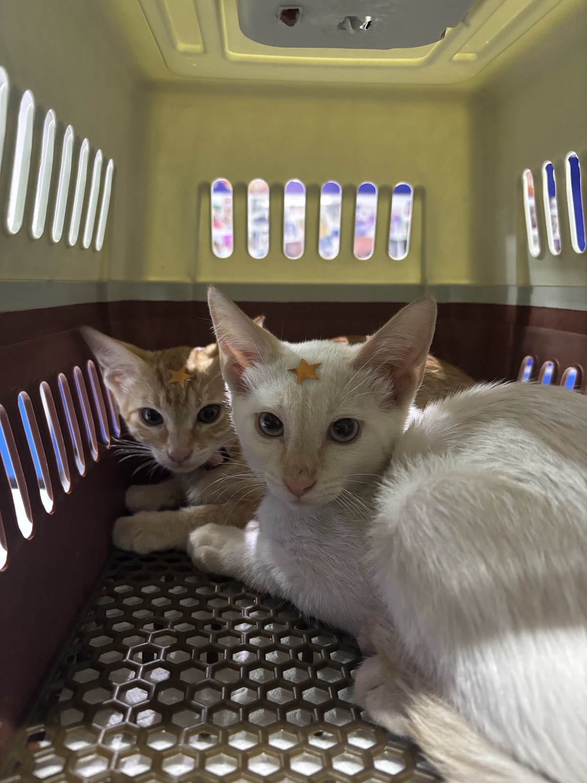 Hospital Veterinario Providencia