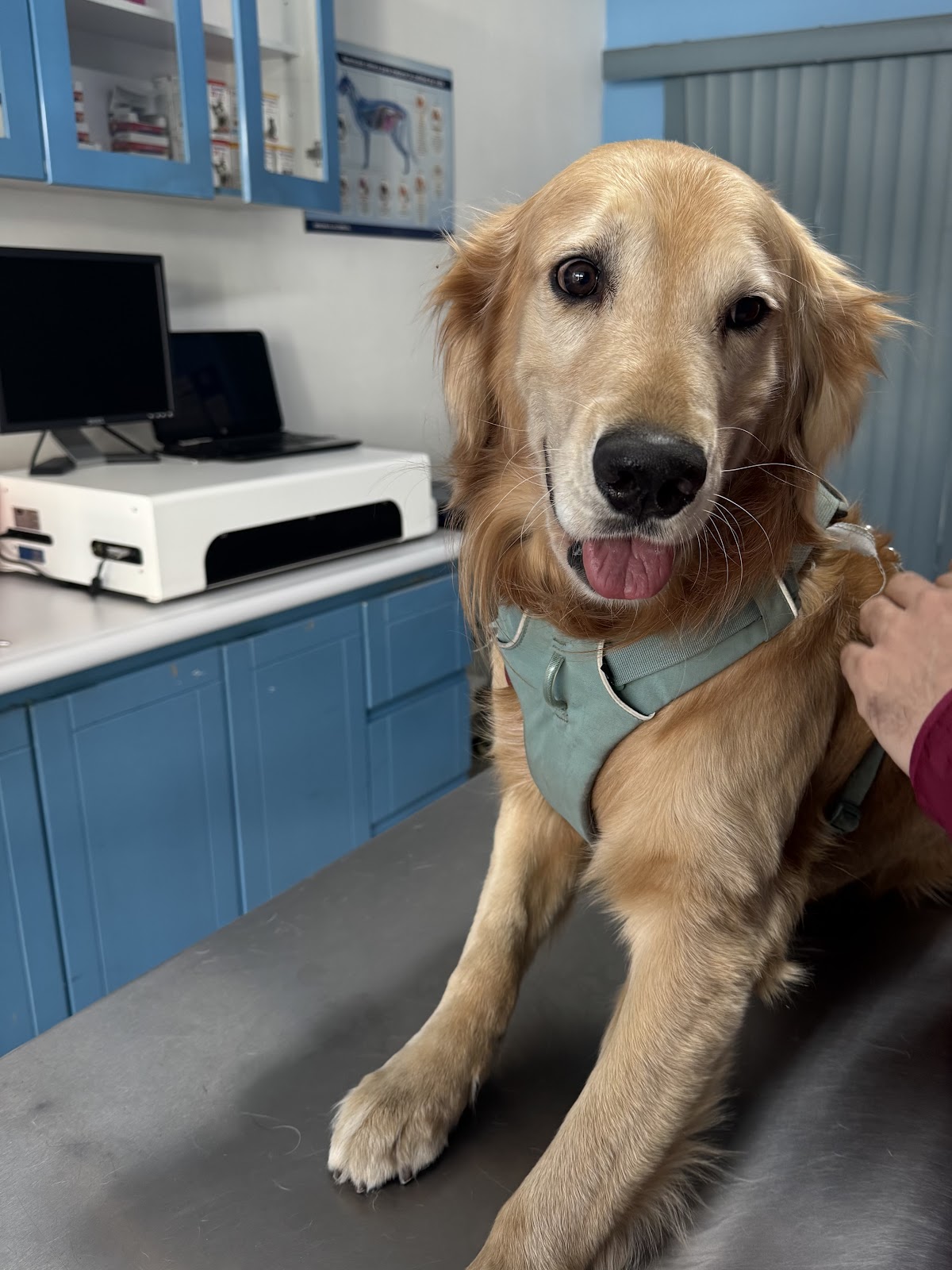 Hospital Veterinario Providencia — foto 2