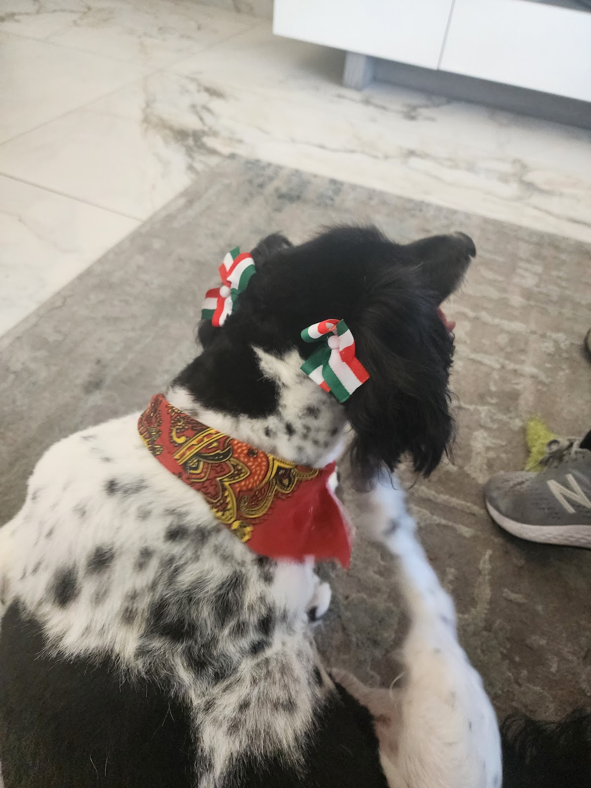Hospital Veterinario Providencia — foto 3