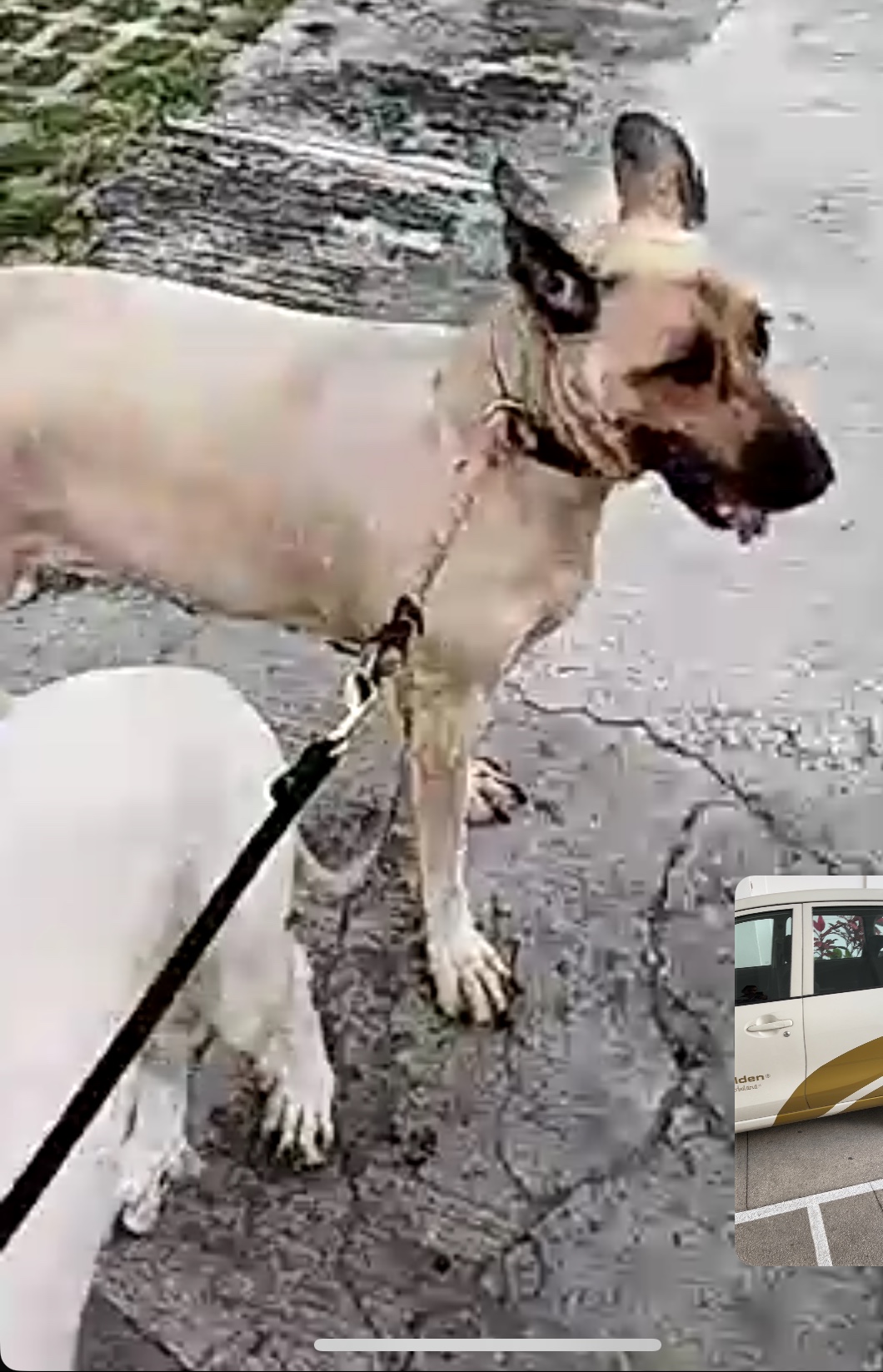 Hospital Veterinario Providencia — foto 4