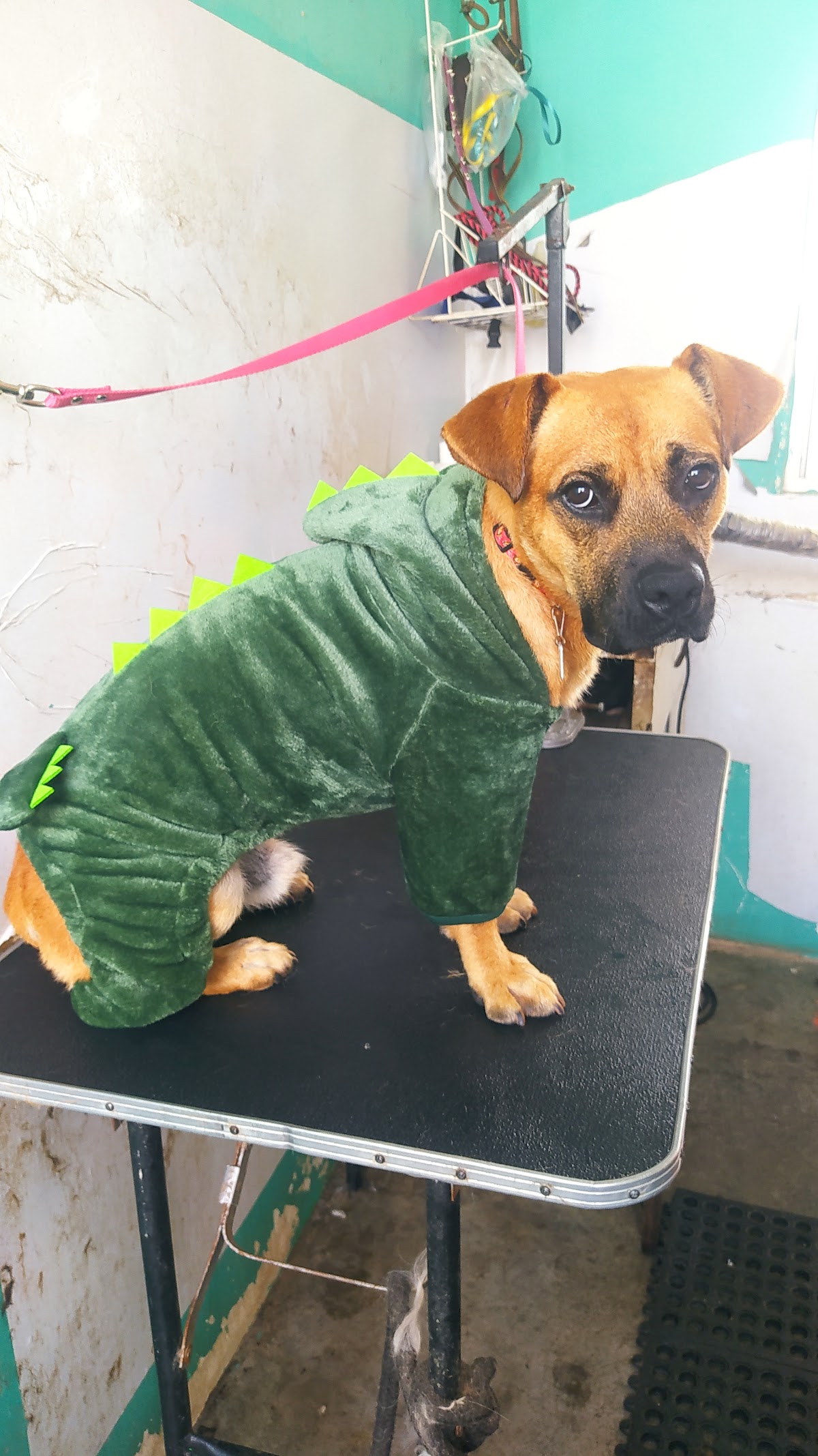 Veterinaria estética canina "Sabuesos"