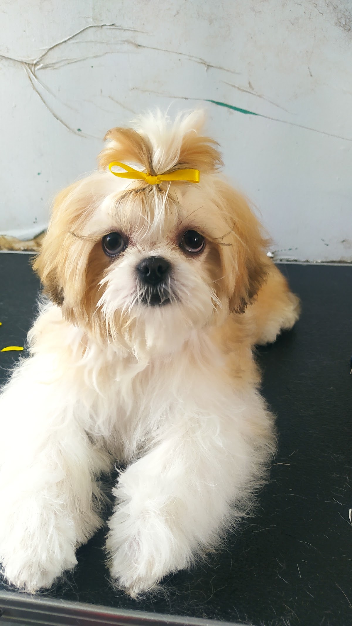 Veterinaria estética canina "Sabuesos" — foto 2