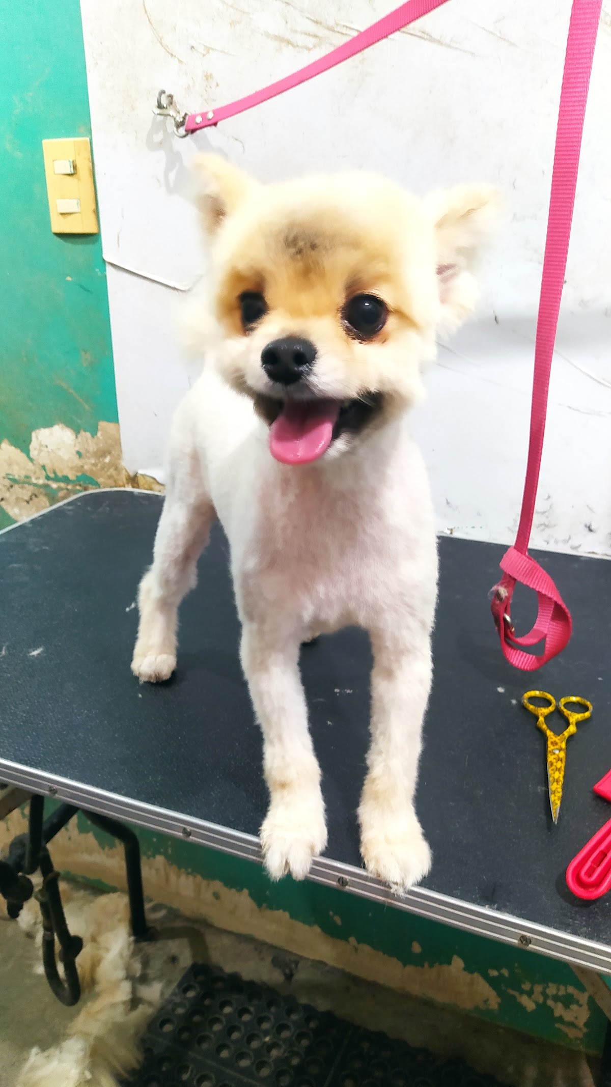 Veterinaria estética canina "Sabuesos" — foto 3