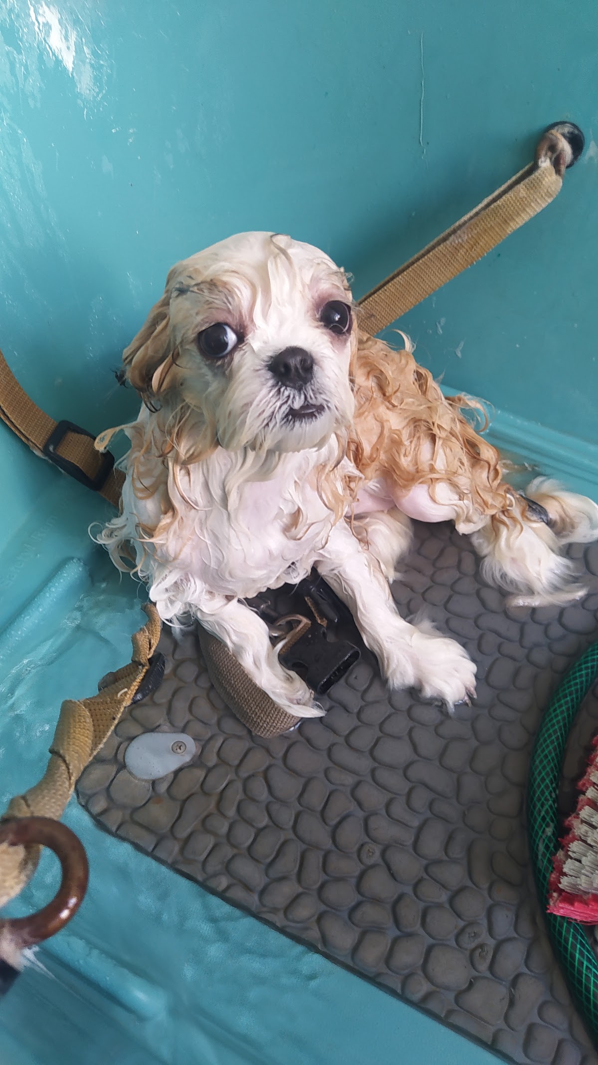 Veterinaria estética canina "Sabuesos" — foto 4