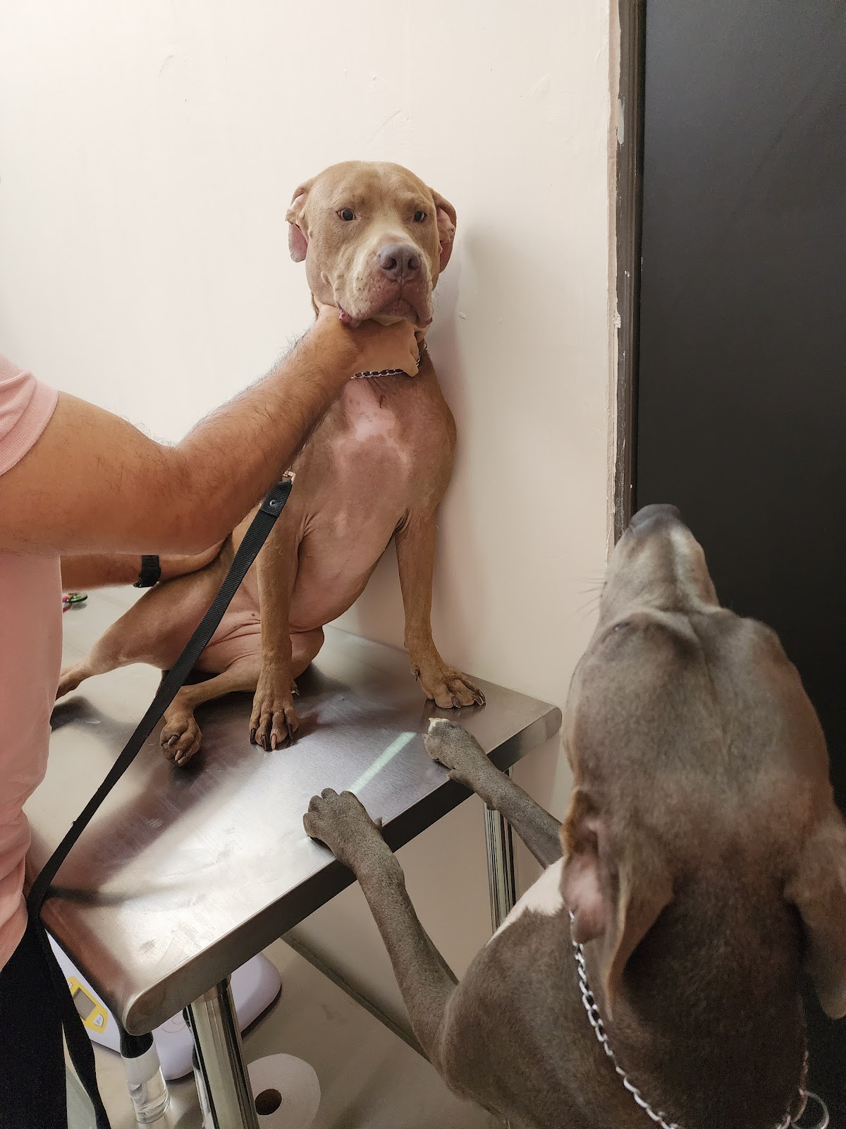 Clinica Veterinaria VetCenter — foto 3
