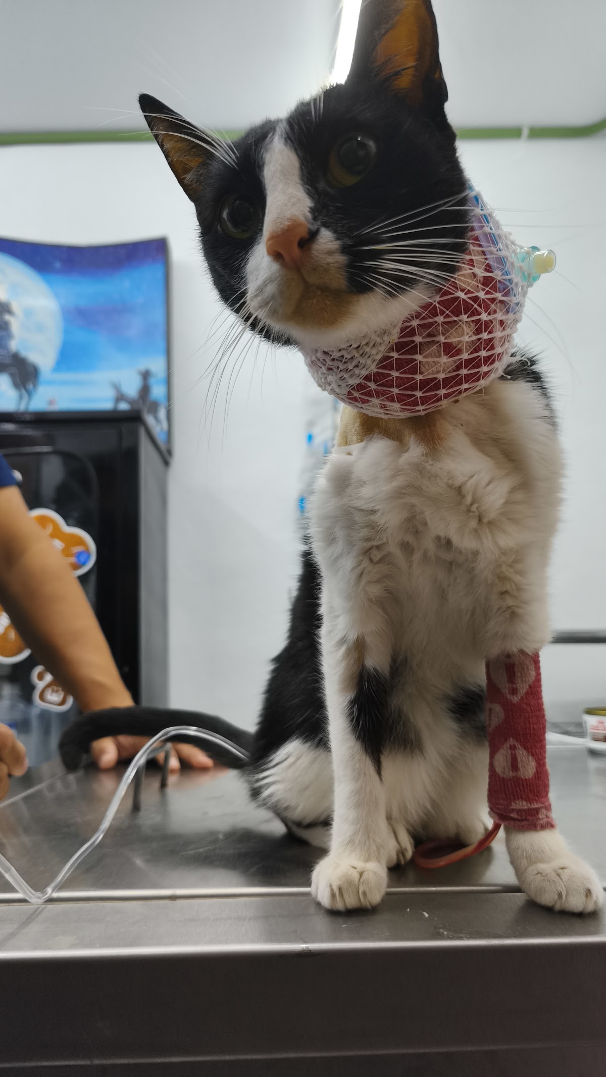 Clínica Veterinaria Hospivet — foto 4