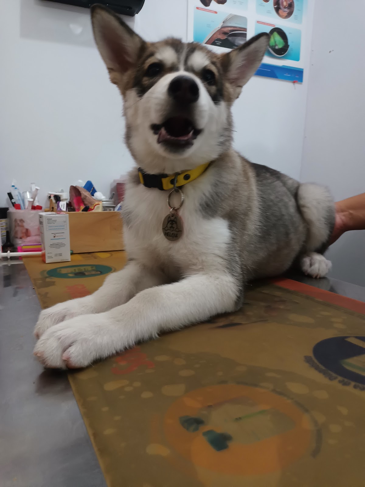 Virvet consultorio veterinario — foto 2