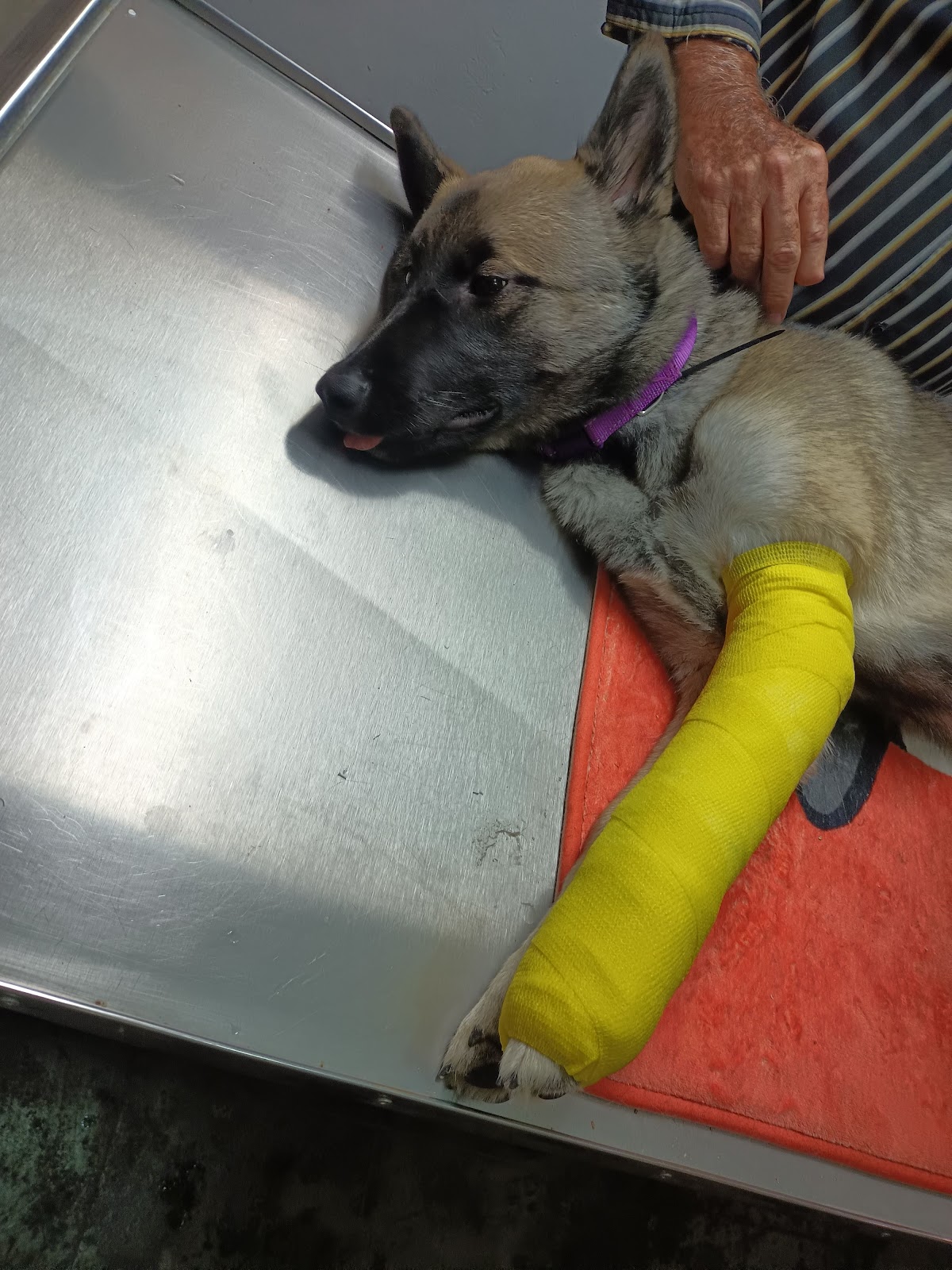Virvet consultorio veterinario — foto 3