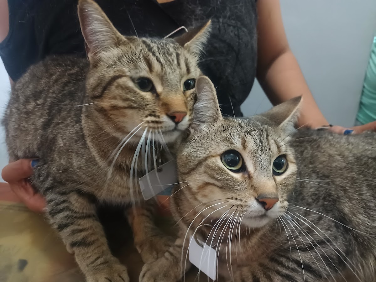 Virvet consultorio veterinario — foto 4
