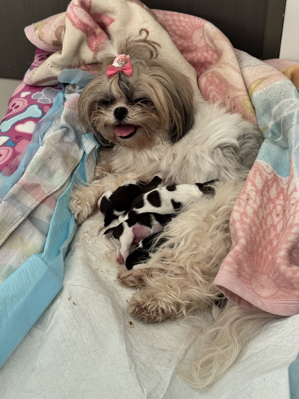 Hospital Veterinario Mercy 24 Hrs