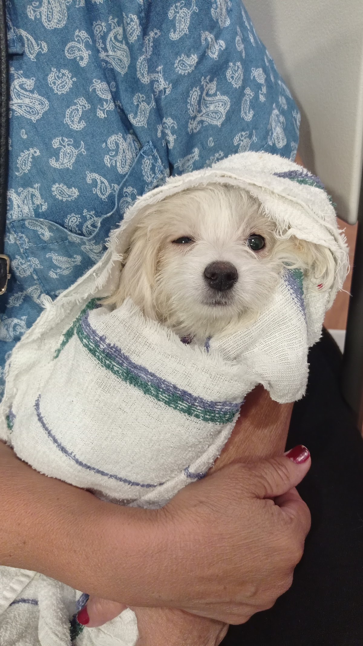 Hospital Veterinario Mercy 24 Hrs — foto 3