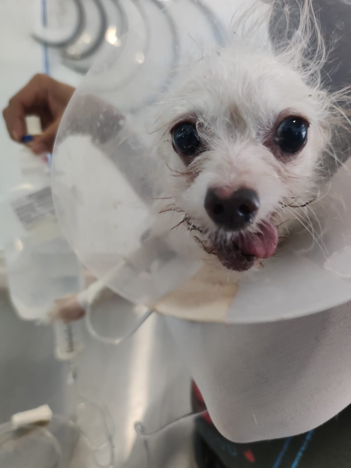 Hospital Veterinario Mercy 24 Hrs — foto 4