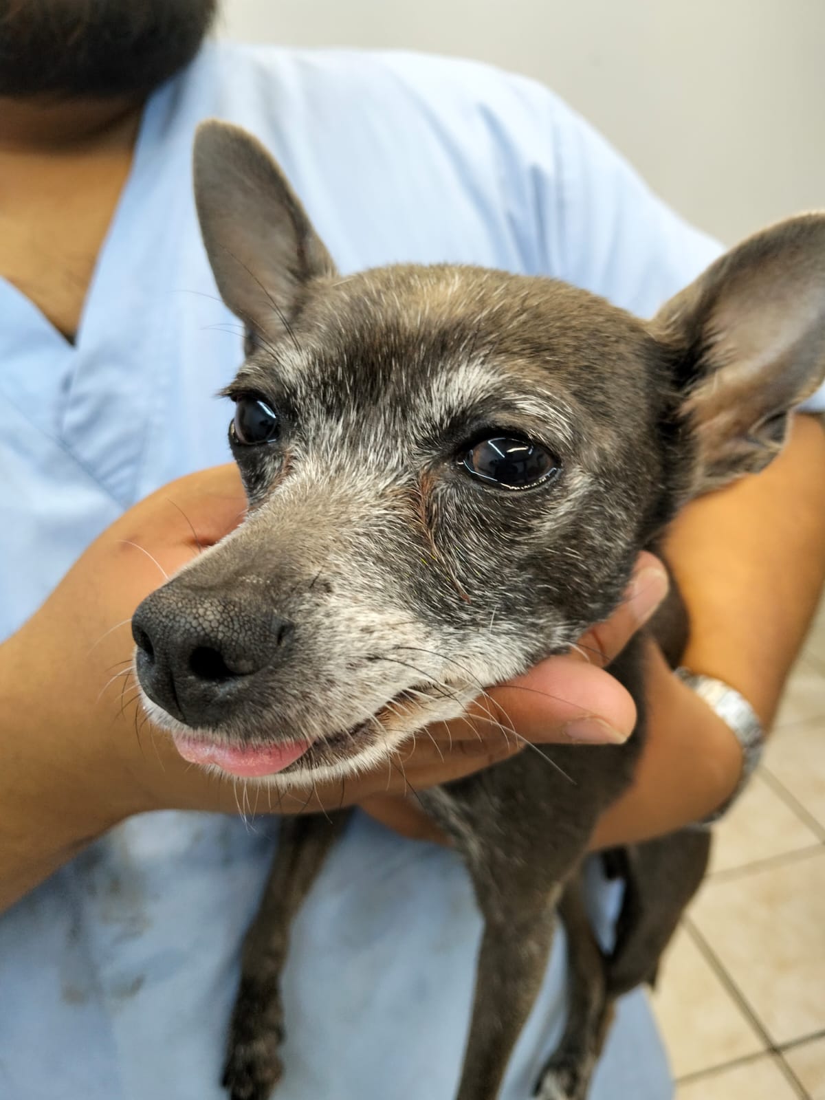Clínica Veterinaria "Perrito Perrito Guau Guau" — foto 2