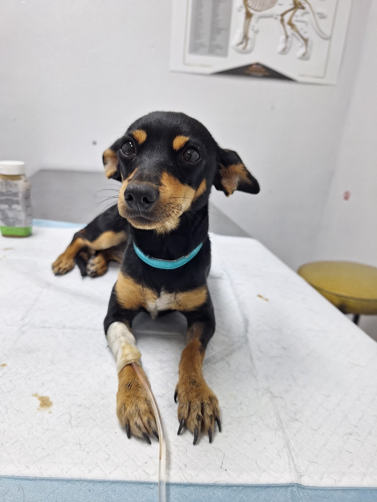 Clínica Veterinaria "Perrito Perrito Guau Guau" — foto 3