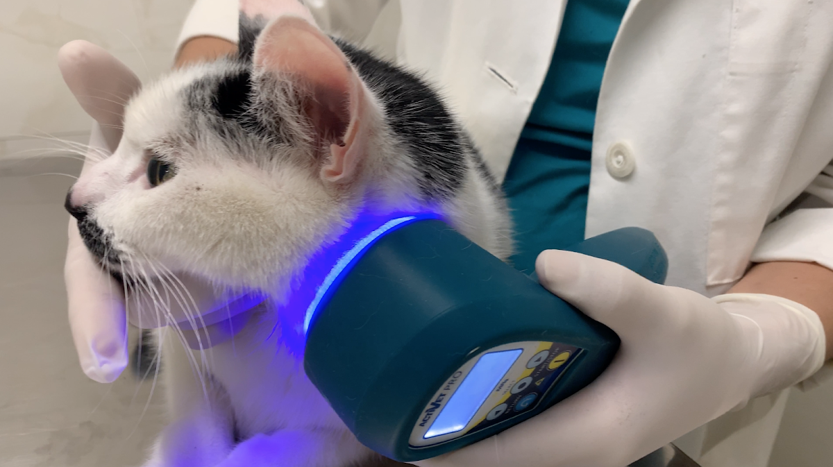 Hospital Veterinario Lomont Vasconcelos — foto 4