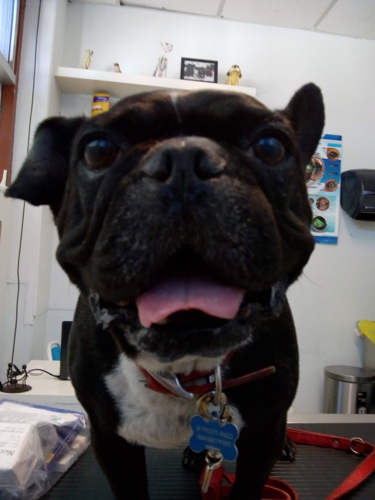 Clinica Veterinaria de Especialidades Medicina Preventiva — foto 3