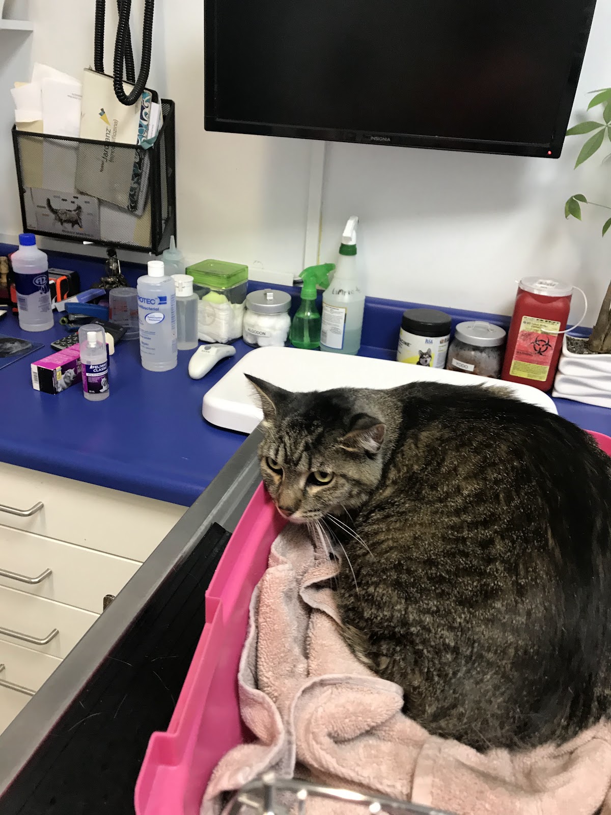 Clinica Veterinaria de Especialidades Medicina Preventiva — foto 4