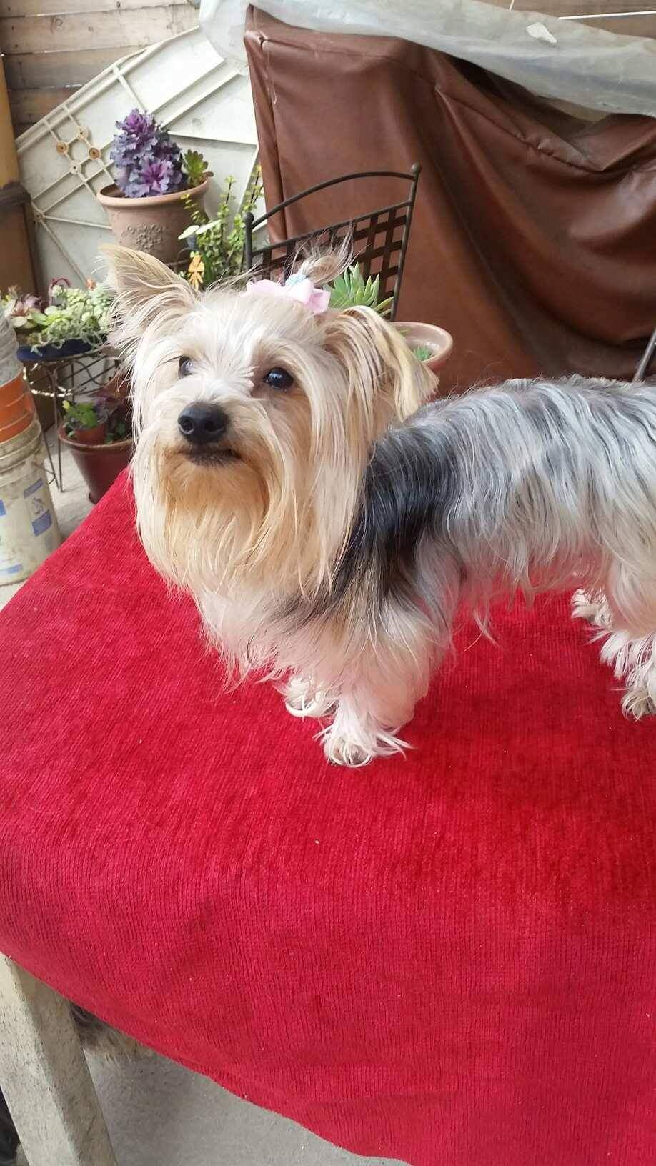 Veterinaria Terranova — foto 2