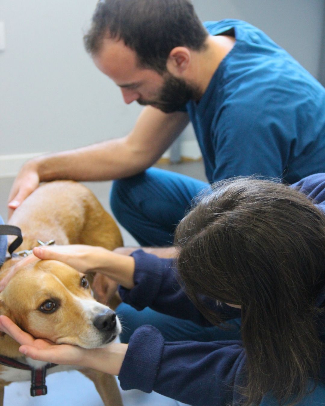 Hospital Veterinario Madrid Norte — foto 2