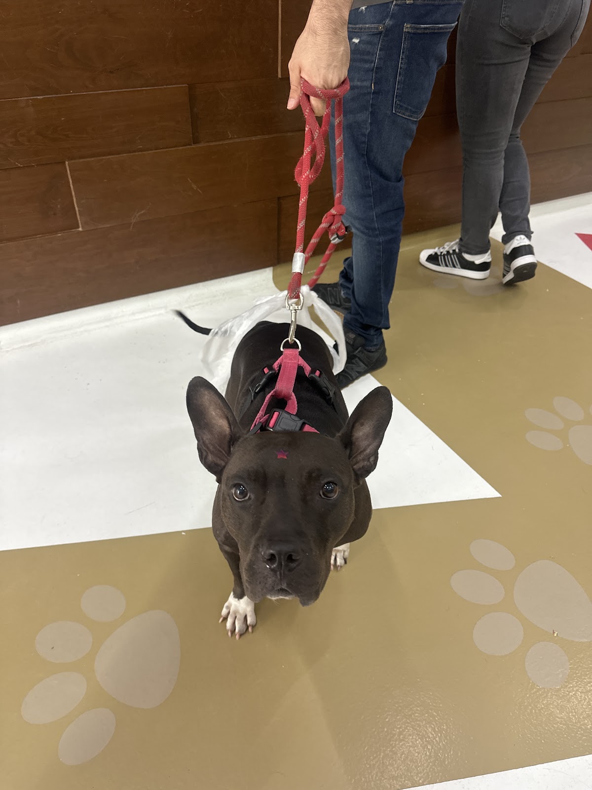 Clinica Animal del Puente — foto 2