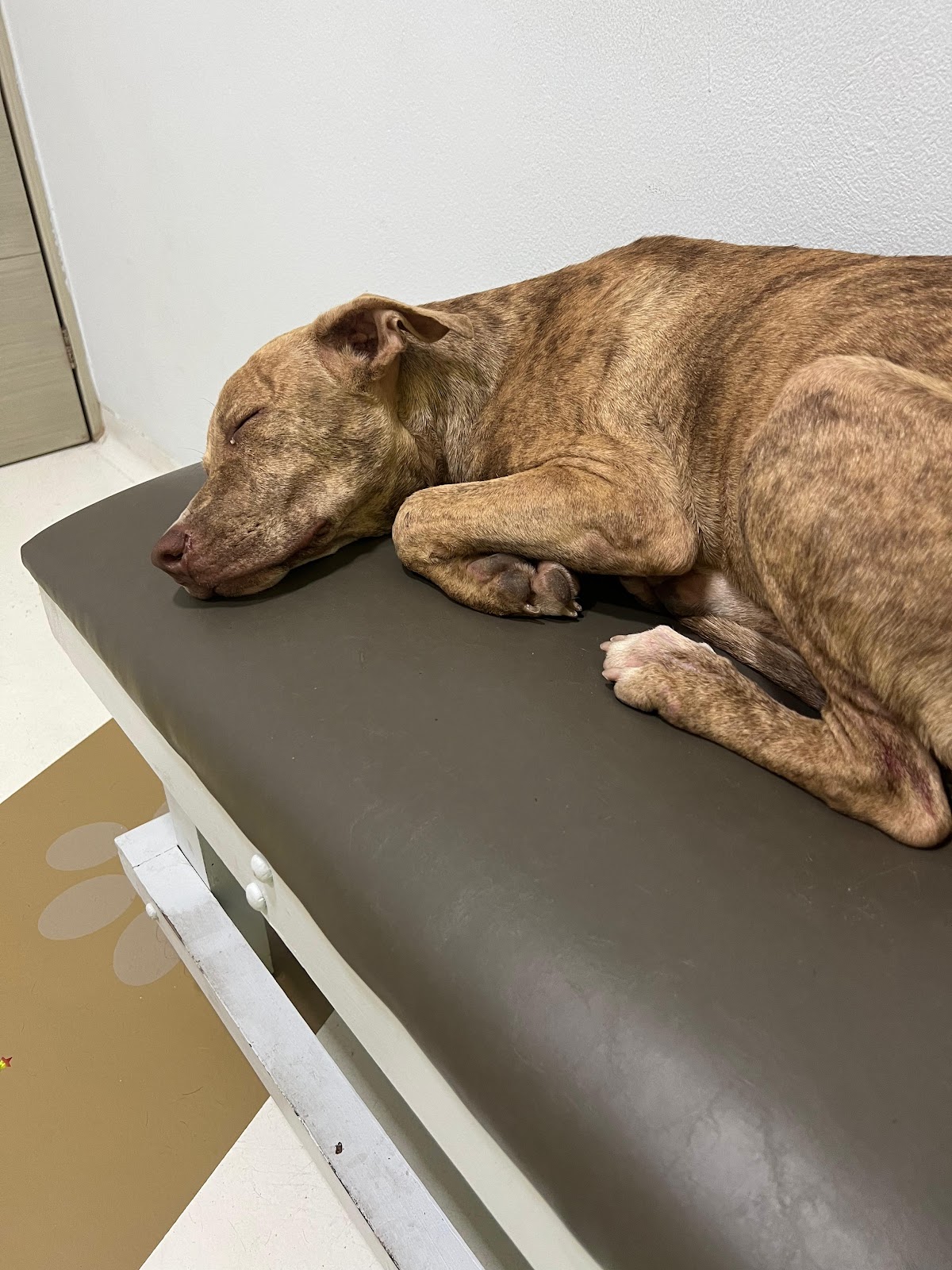 Clinica Animal del Puente — foto 3