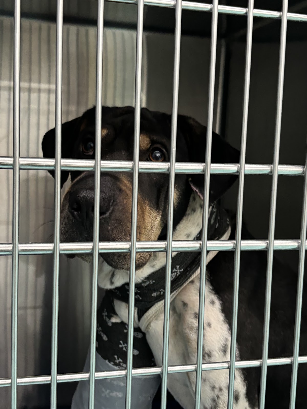 Clinica Animal del Puente — foto 4