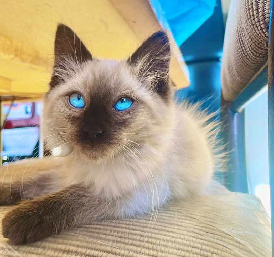 Clínica Veterinaria del Valle — foto 4