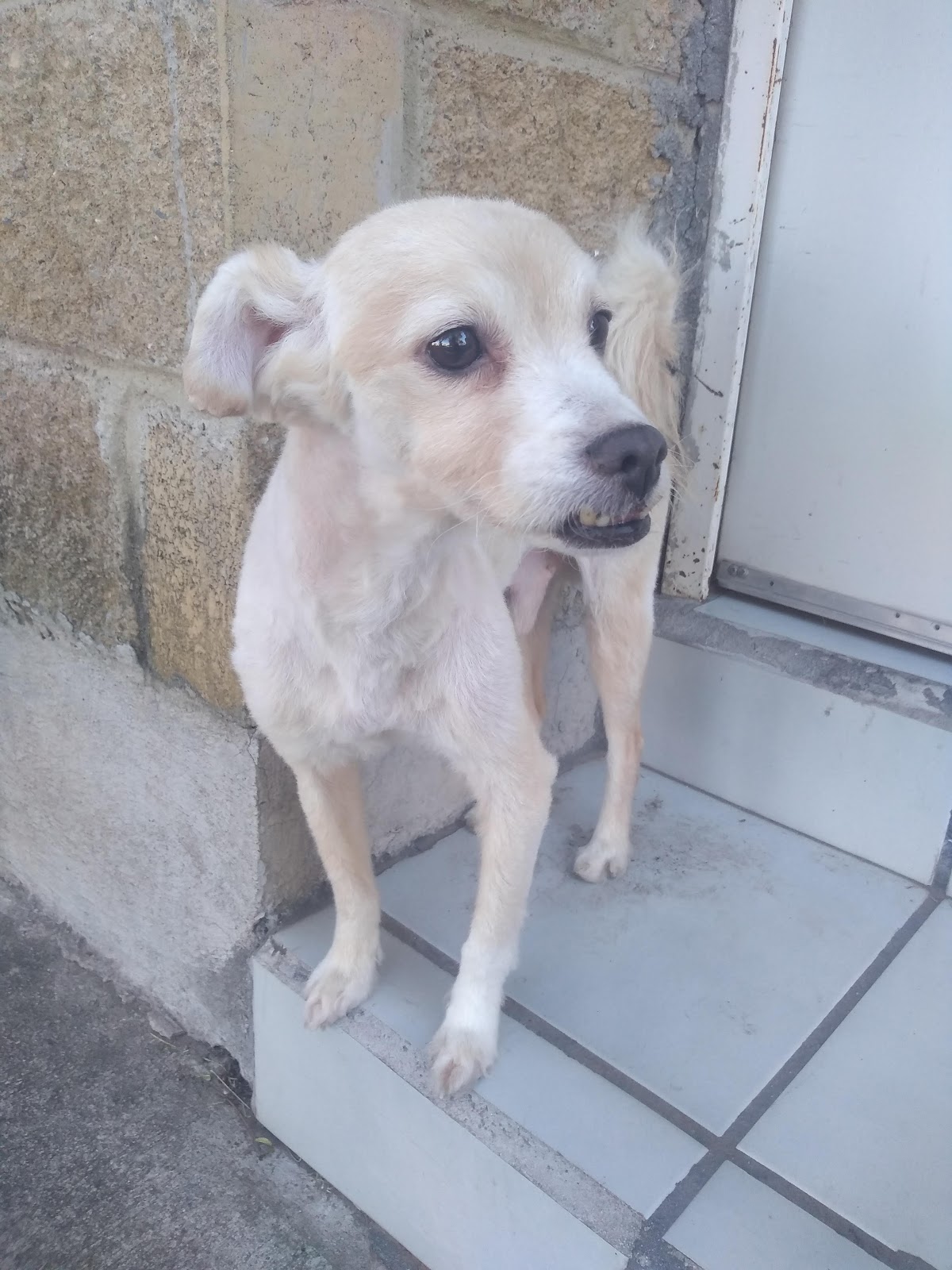 hospital veterinario santa anita