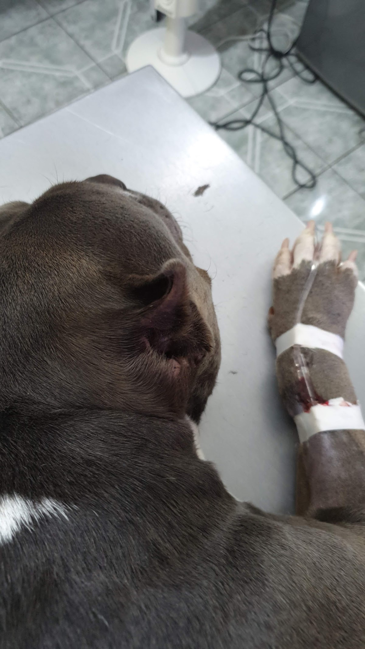hospital veterinario santa anita — foto 2