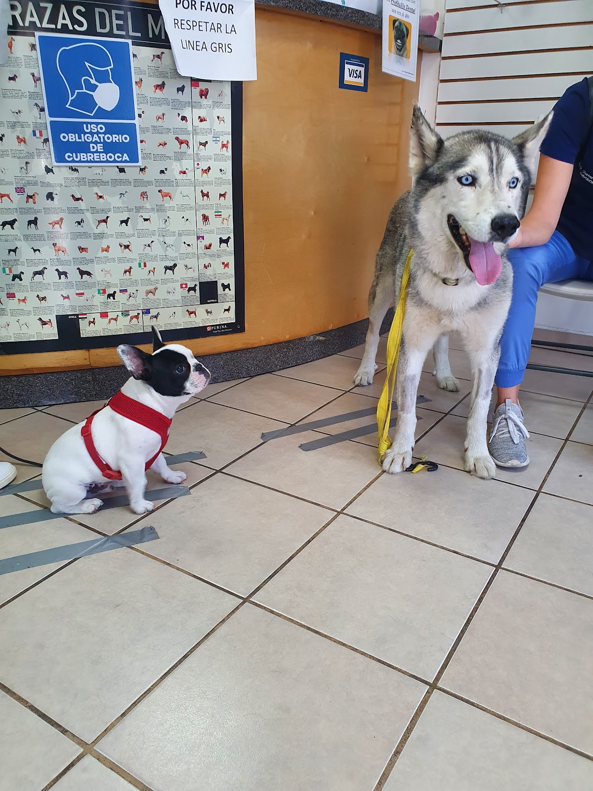 Hospital Veterinario - Las Palmas e Hipódromo — foto 4