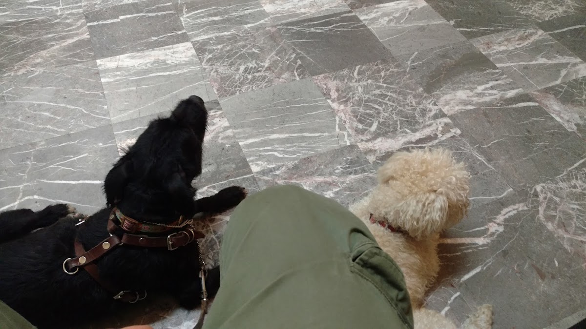 Clinica Veterinaria Amsterdam — foto 4