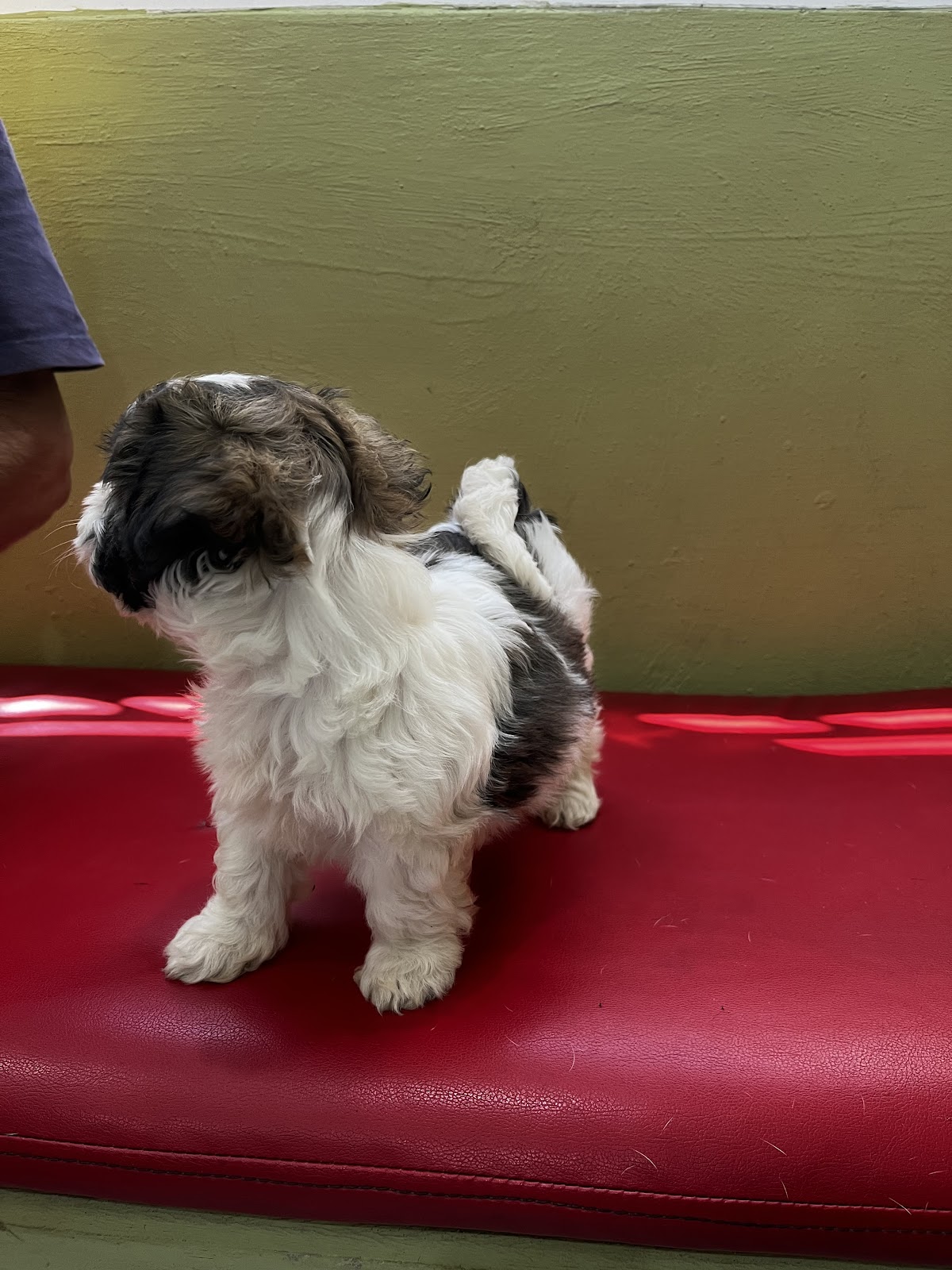Consultorio Veterinario "LOURDES" — foto 2