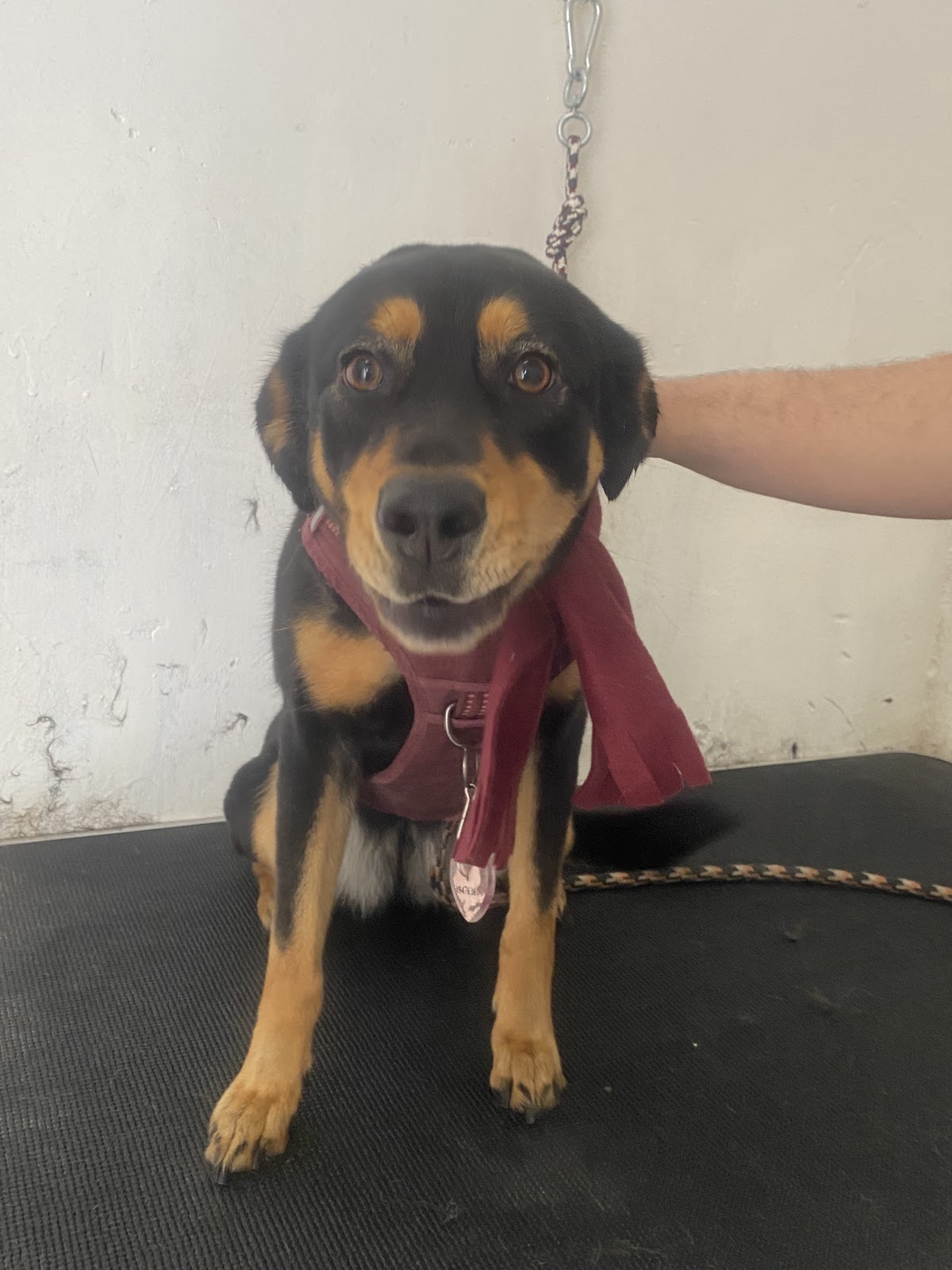 Clínica Veterinaria Vetsa