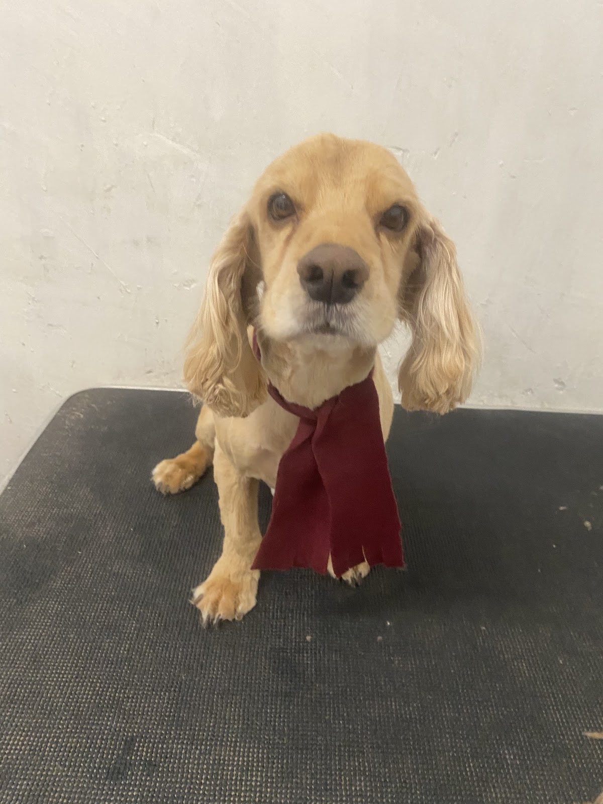 Clínica Veterinaria Vetsa — foto 4