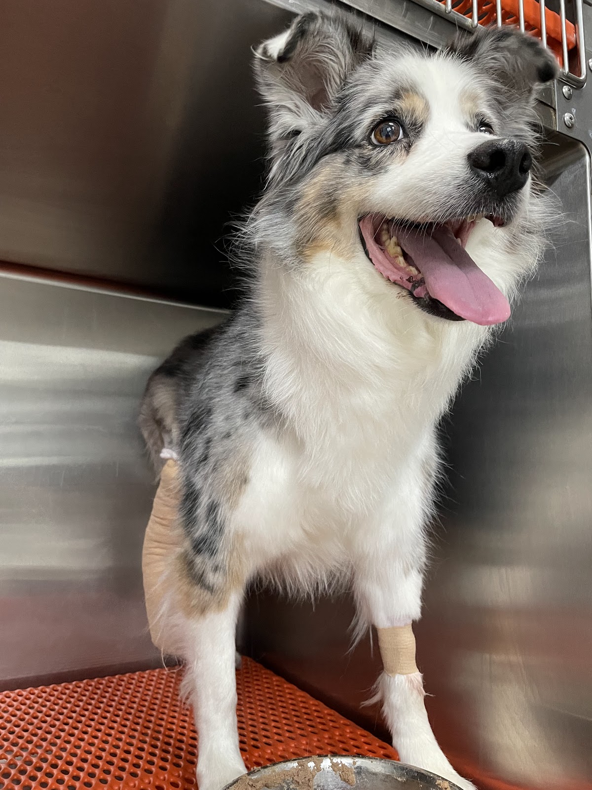 Hospital Veterinario Lomont Patria (Oftalmología, Traumatología, Ortopedía, Neurología, Cardiología, Oncología, Tomografia) — foto 3