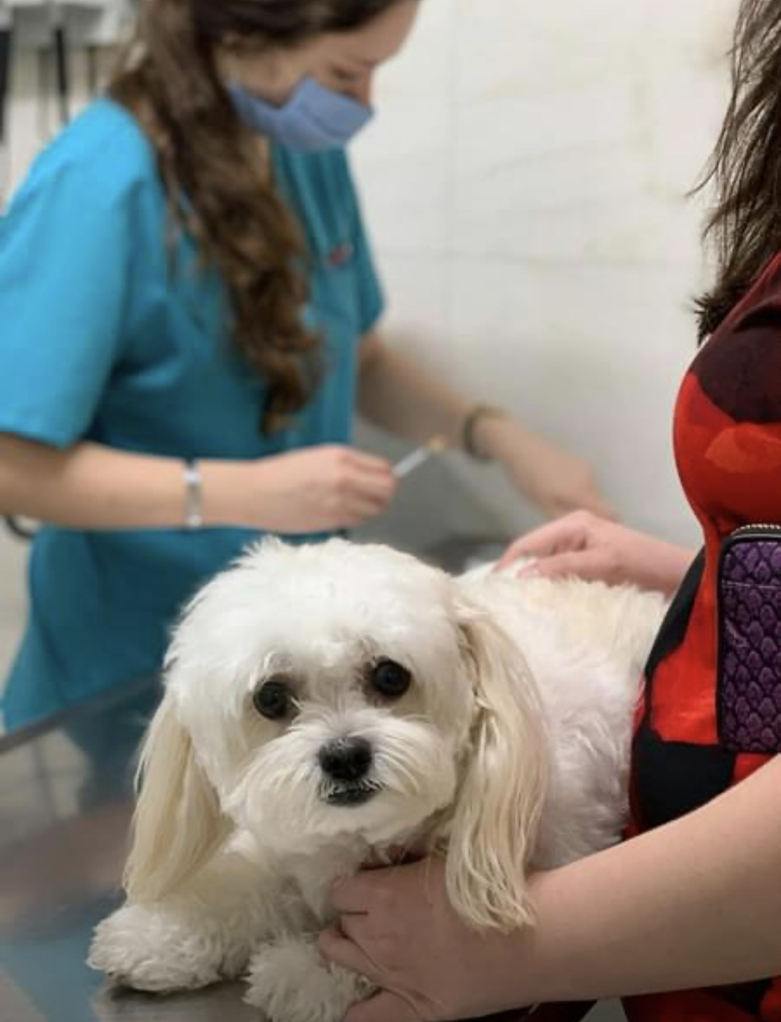Hospital Veterinario Lomont Patria (Oftalmología, Traumatología, Ortopedía, Neurología, Cardiología, Oncología, Tomografia) — foto 4