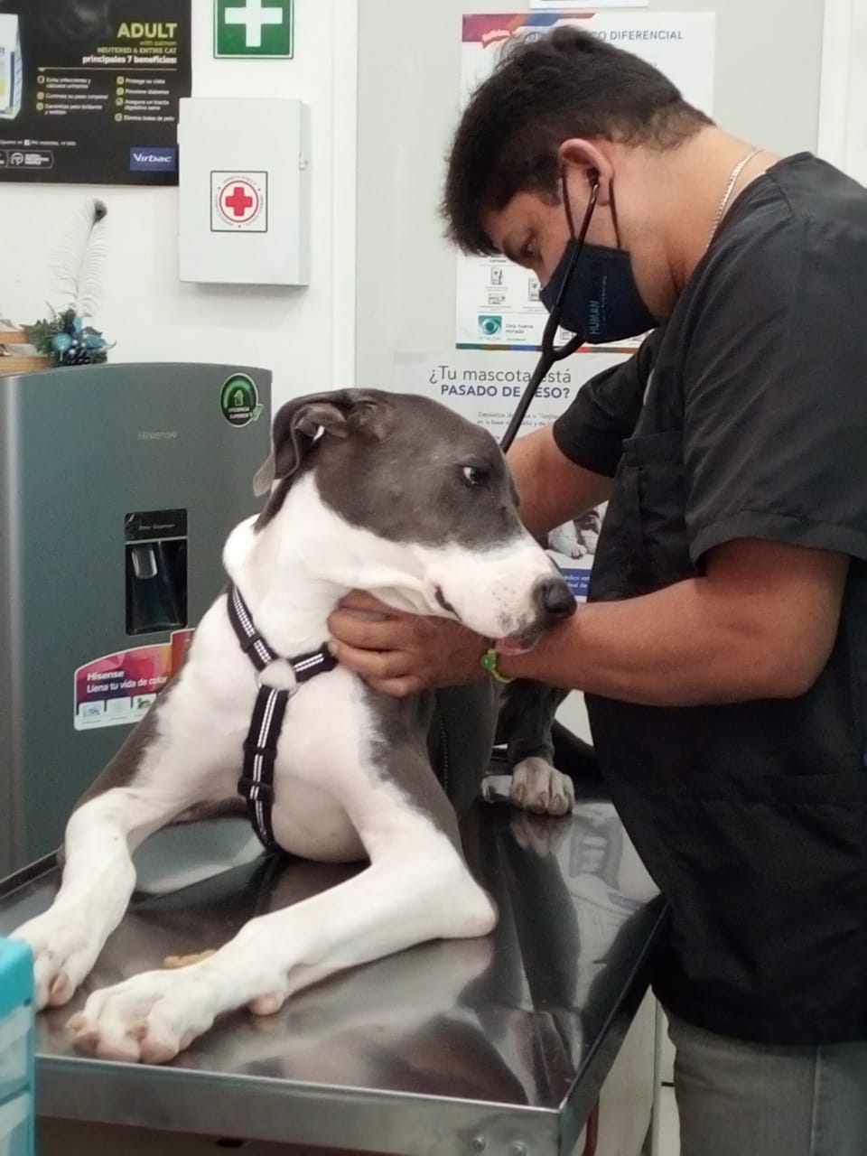 Clínica veterinaria Human Touch — foto 3