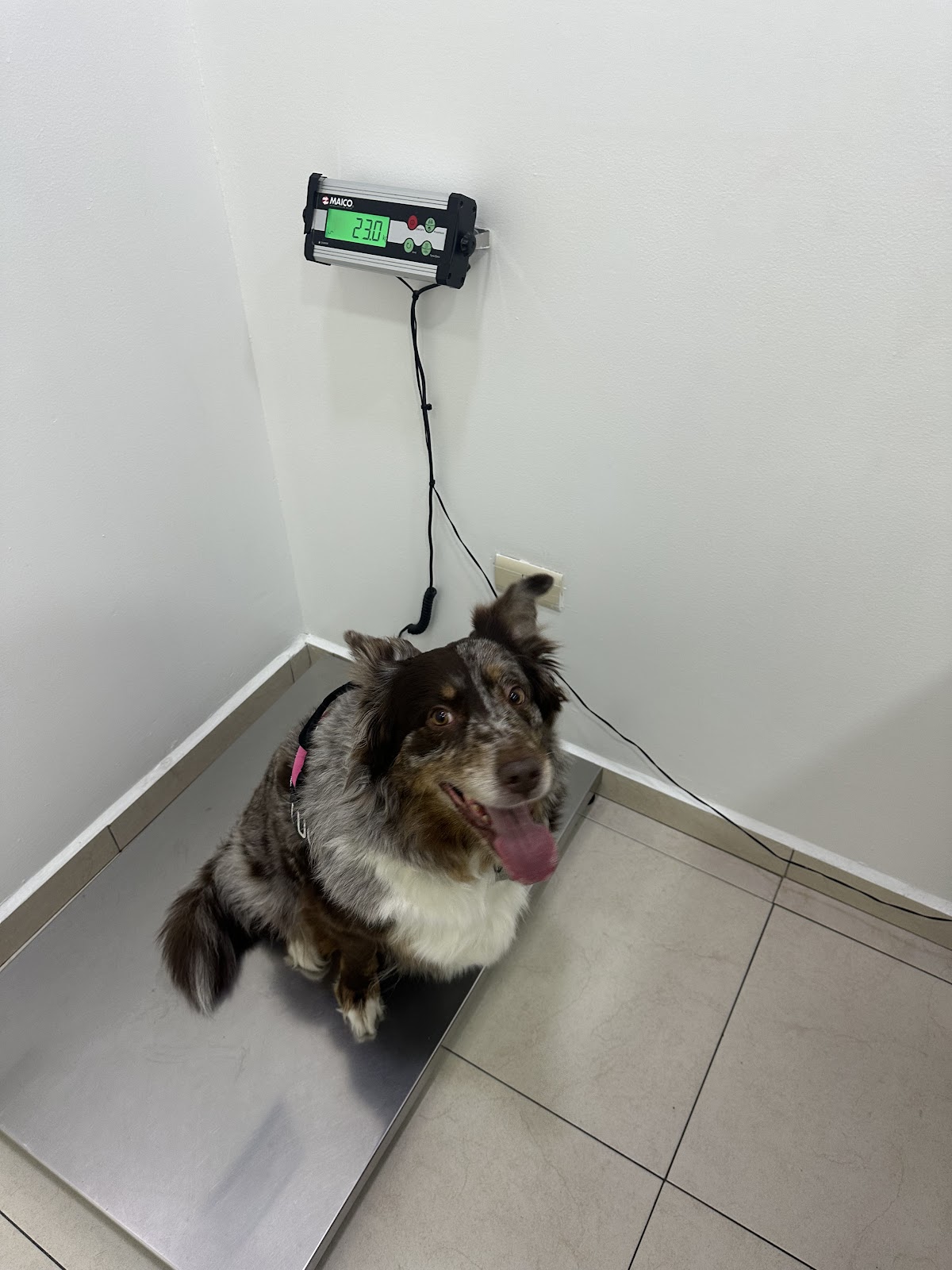 Dr. Hinojosa Hospital Veterinario — foto 3
