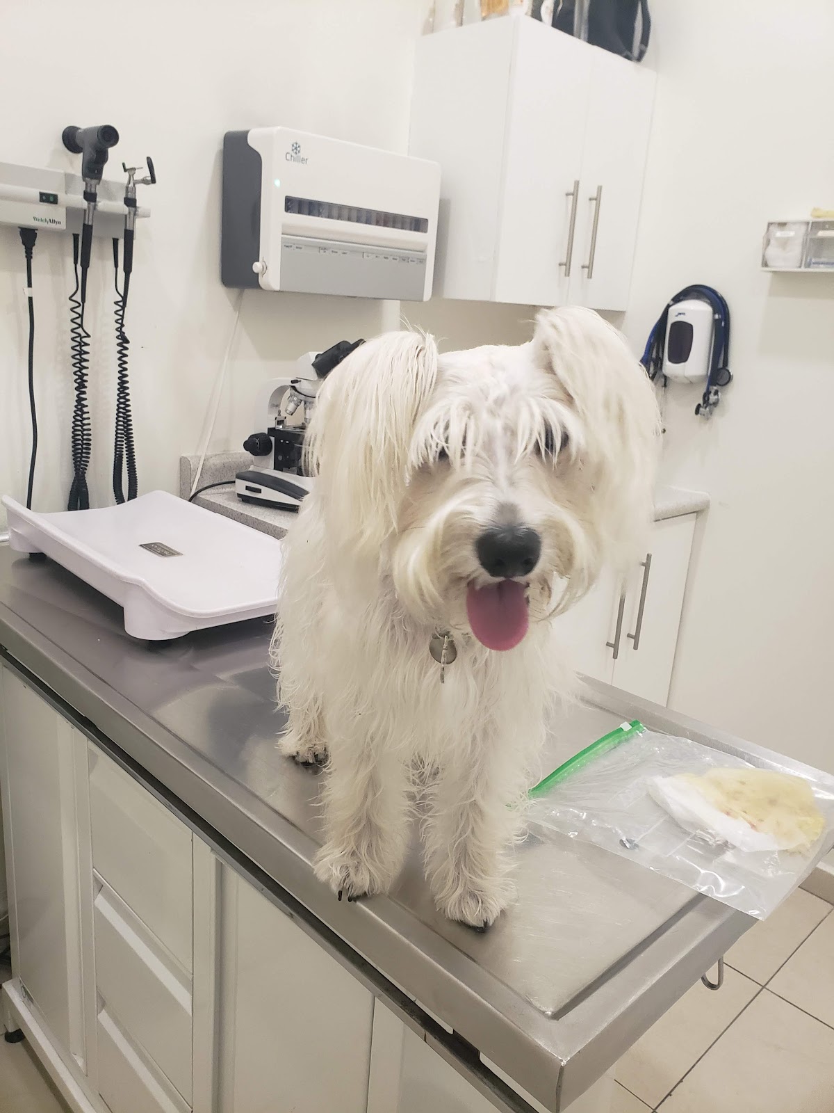 Dr. Hinojosa Hospital Veterinario — foto 4