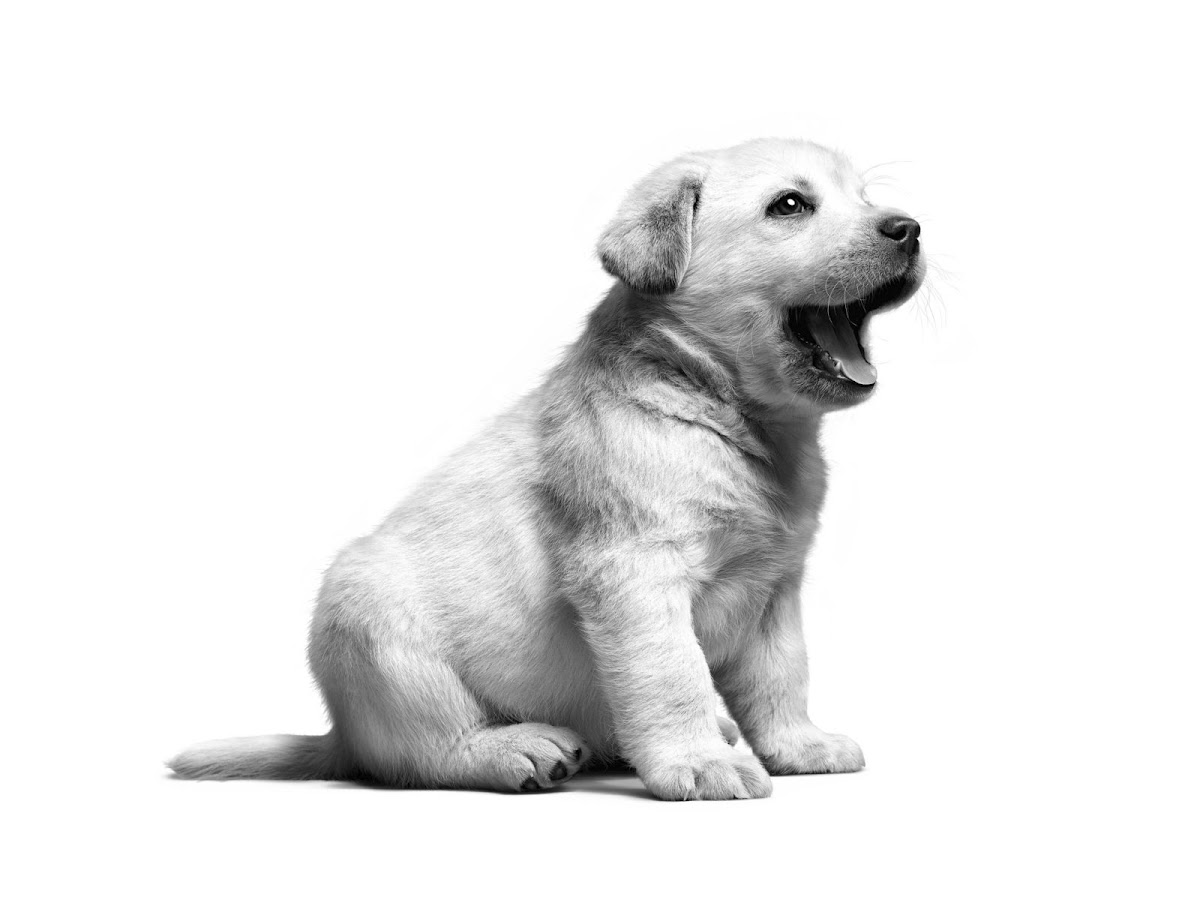 Hospital Veterinario Asis, Otras zonas