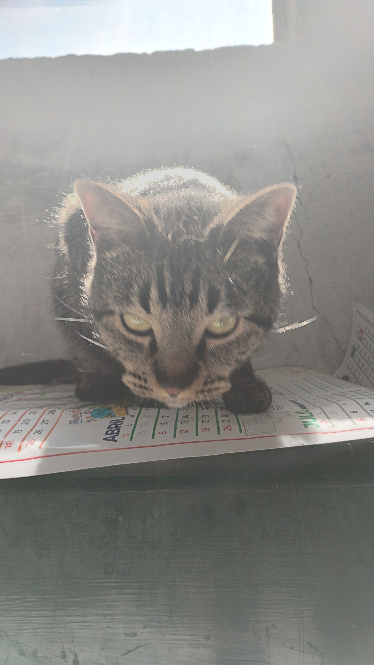 Clinica Veterinaria Manaty, Otras zonas