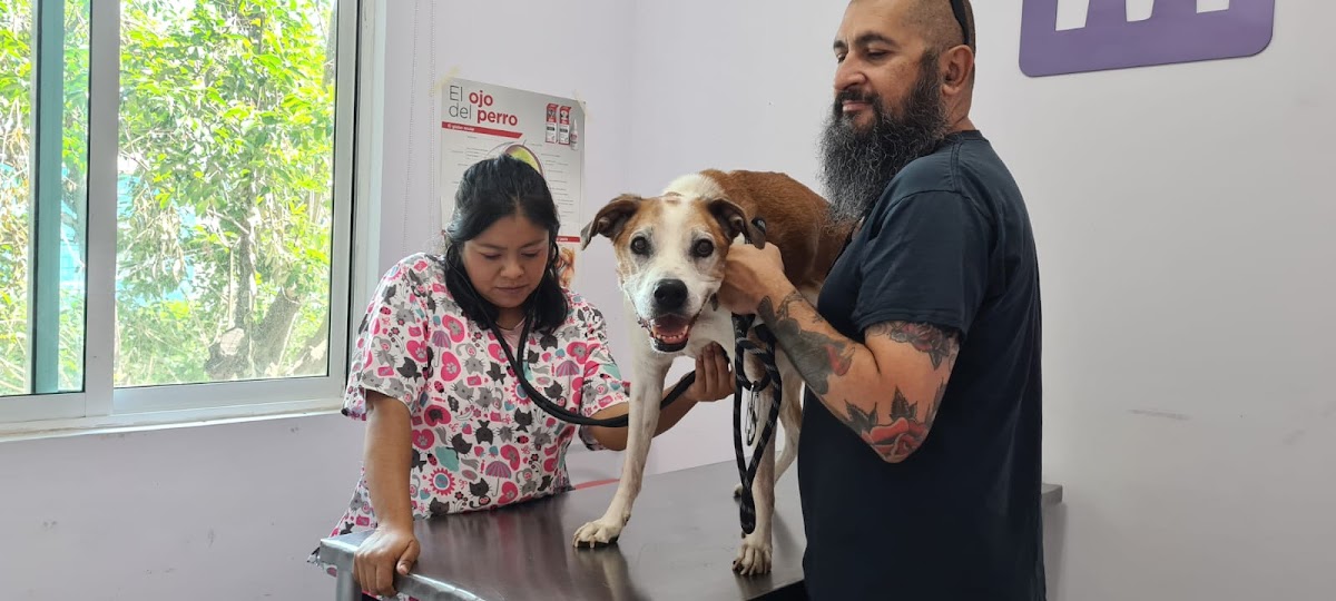 Moradanimal Clínica Veterinaria & Grooming — foto 2