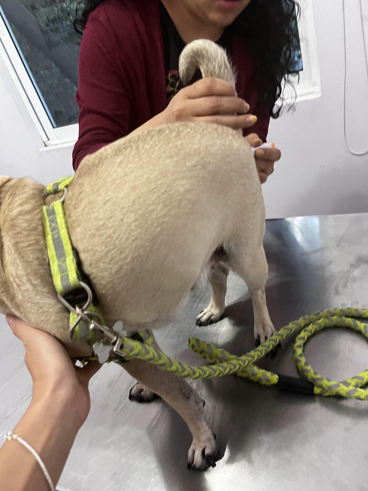 Moradanimal Clínica Veterinaria & Grooming — foto 4