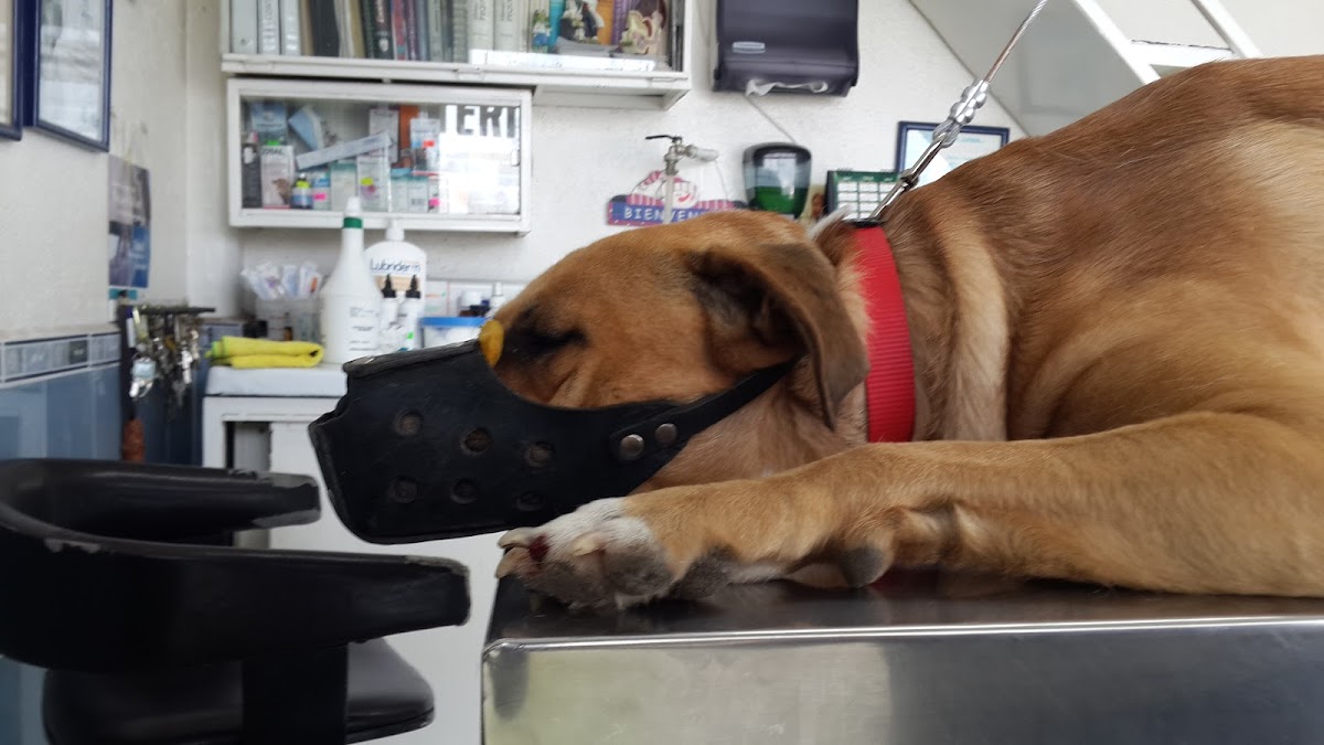 VETERINARIA PRESIDENTES — foto 4